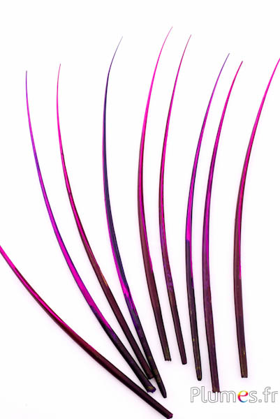 Oie rachis - 25-30 cm - noir-aubergine